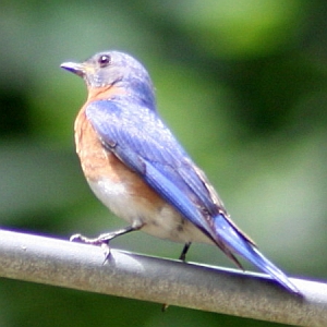 Eastern Bluebird on Feeder