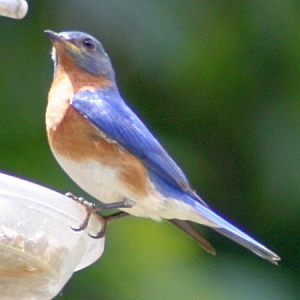 Eastern Bluebird on Feeder