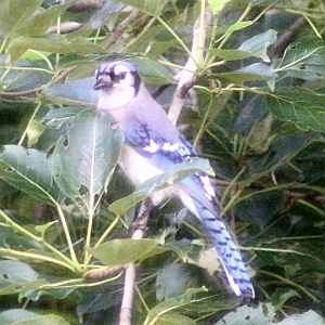 Blue Jay in Charlotte NC tree