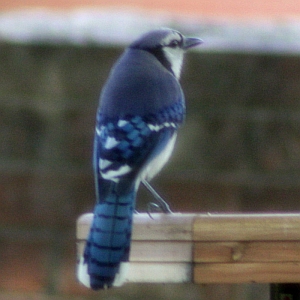 Blue Jay North Carolina