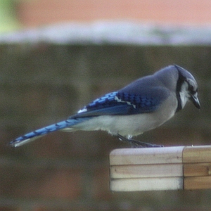 Blue Jay Charlotte NC feeder