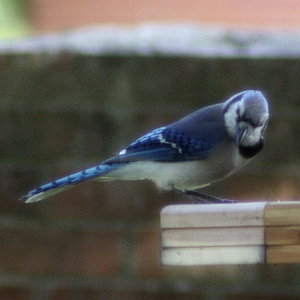 Blue Jay North Carolina