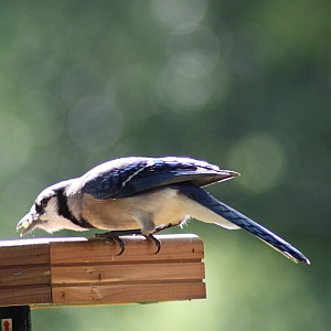 Blue Jay Charlotte NC feeder