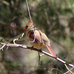 Female Cardinal in North Carolina