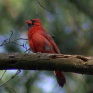 Male Cardinal in Tree