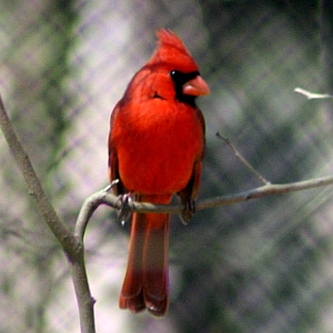 Male Cardinal in North Carolina