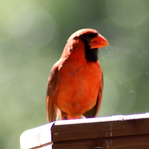 Male Cardinal at Feeder