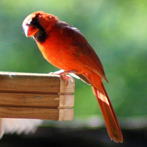 Male Cardinal at Feeder