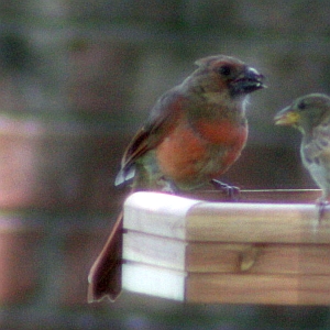 Juvenile Cardinal