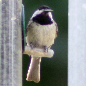 Chickadee at Squirrel Lake Park