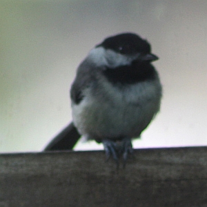 Chickadee in feeder