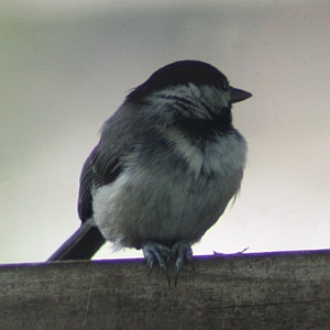 Chickadee in Feeder