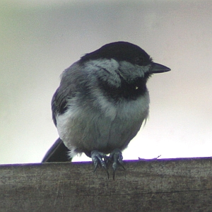 Chickadee at feeder near Charlotte NC