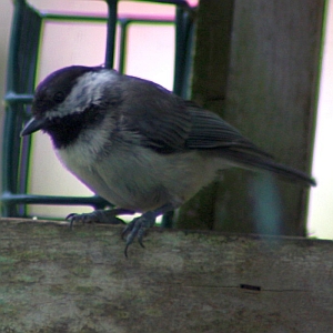 Chickadee