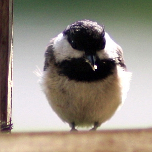 Carolina Chickadee