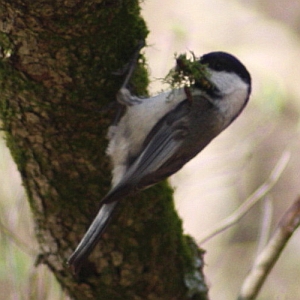 Chickadee gathering moss