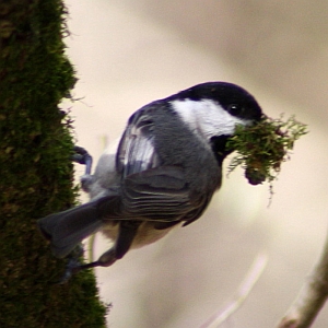 Chickadee at Carolina Raptor  Center