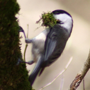 Carolina Chickadee with moss