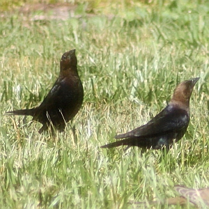 Male Cowbirds