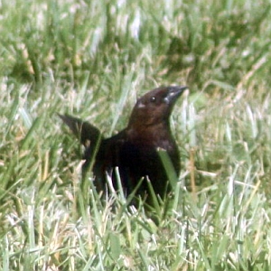 Male Cowbird