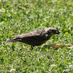 Juvenile Cowbird McAlpine Creek Charlotte NC