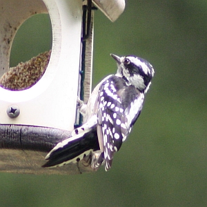 Female Downy Woodpecker in North Carolina