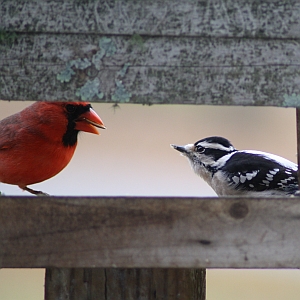 Female Downy Woodpecker in North Carolina