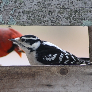 Female Downy Woodpecker in North Carolina