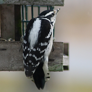 Female Downy Woodpecker in North Carolina