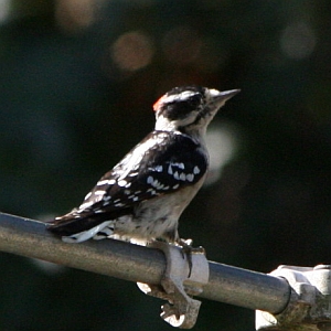 Male Downy Woodpecker in North Carolina