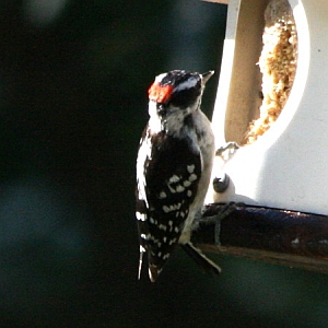 Male Downy Woodpecker in North Carolina