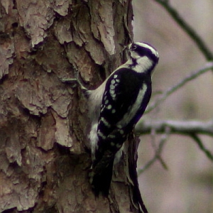 Female Downy Woodpecker in North Carolina