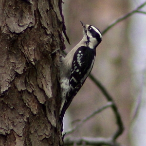 Female Downy Woodpecker in North Carolina