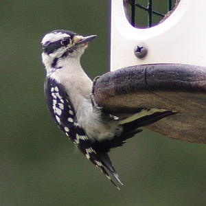 Female Downy Woodpecker in North Carolina