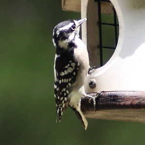 Female Downy Woodpecker in North Carolina