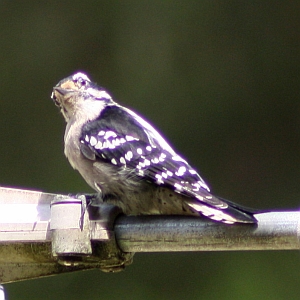 Downy Woodpecker in North Carolina