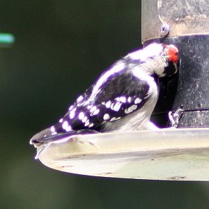 Male Downy Woodpecker in North Carolina