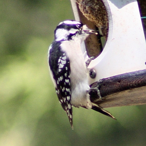 Female Downy Woodpecker in North Carolina