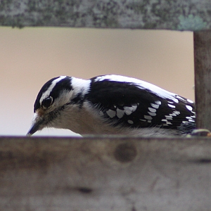 Female Downy Woodpecker in North Carolina