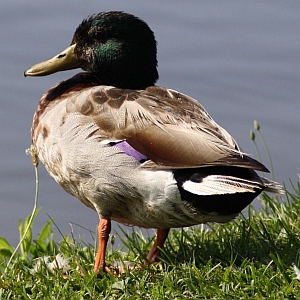 north carolina ducks