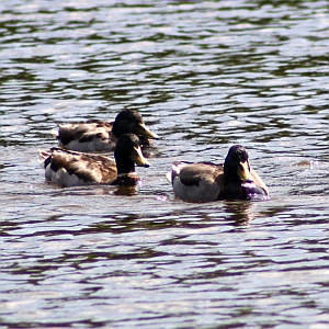 Mallard Ducks - Charlotte NC