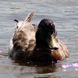 Mallard Duck - Charlotte NC