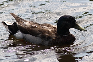 Mallard Duck - Charlotte NC