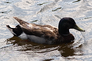 Mallard Duck - Charlotte NC