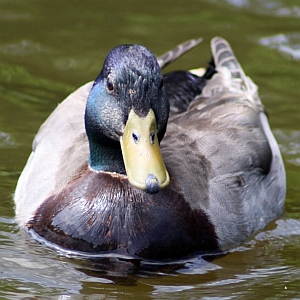 Male Mallard Duck - Charlotte NC