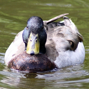 Male Mallard Duck - Charlotte NC