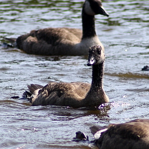 Canadian Geese