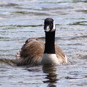 Canadian Goose