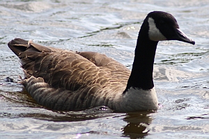 Ganadian Goose