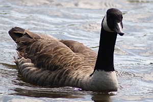 Canadian Goose